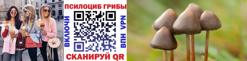 Галлюциногенные грибы Psilocybe  Ногинск 