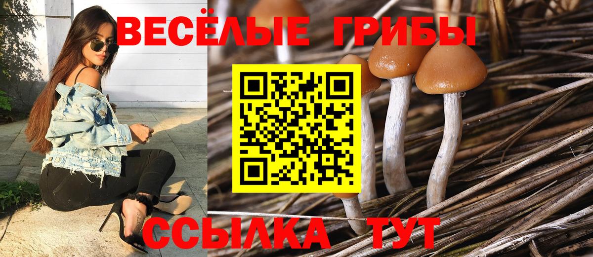 Ногинск  Псилоцибиновые грибы MAGIC MUSHROOMS  Вход с VPN  купить закладку  Псилоцибиновые грибы Psilocybine cubensis 